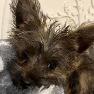 Meet your Posher, Mackenzie